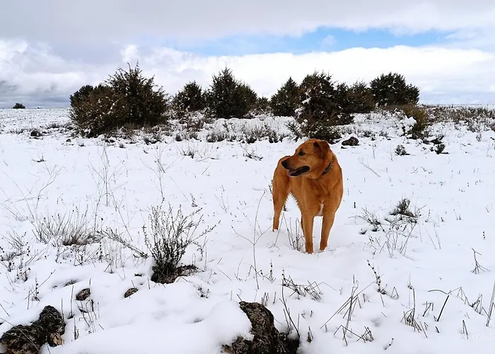 Casa de hóspedes Rural El Cañón Del Duratón En Villaseca De